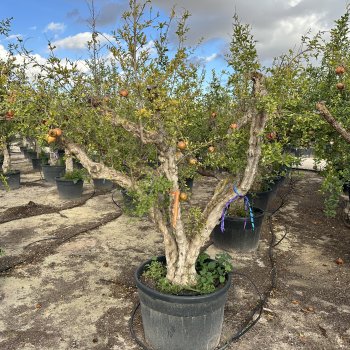 Punica granatum (Granátové jablko) ´MOLLAR DE ELCHE´ - výška 250-270 cm, obvod kmeňa 45/50 cm, EXEMPLÁR (-16°C) 